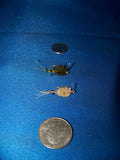 Bonefish and Permit and RedFish Crab Fly Patterns Umpqua and Fly H20 Size 8,6,4,2 Multi Color