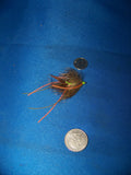 Bonefish and Permit and RedFish Crab Fly Patterns Umpqua and Fly H20 Size 8,6,4,2 Multi Color
