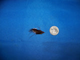 Saltwater Shrimp Fly Patterns from UmpQua and Fly H20 Best Available Redfish, Trout, Bonefish