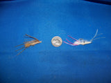 Saltwater Shrimp Fly Patterns from UmpQua and Fly H20 Best Available Redfish, Trout, Bonefish