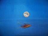 Saltwater Shrimp Fly Patterns from UmpQua and Fly H20 Best Available Redfish, Trout, Bonefish